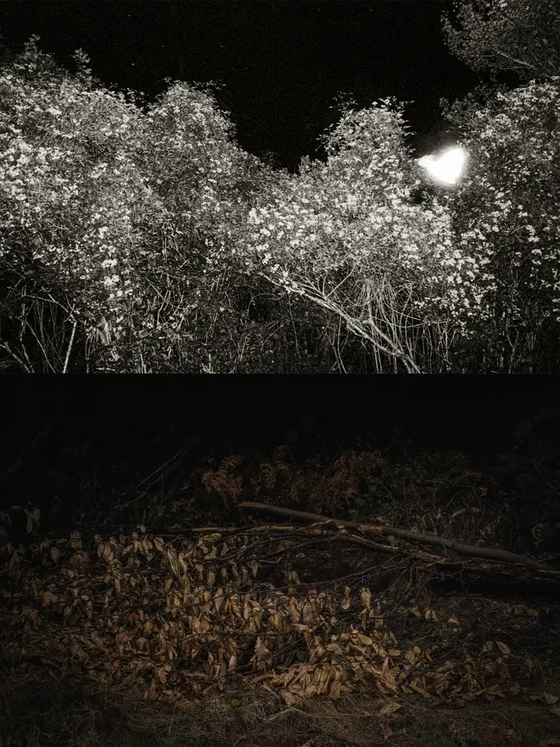 Diptyque vertical nocturne : arbustes en fleurs éclairés en haut, sol forestier avec fougères desséchées en bas